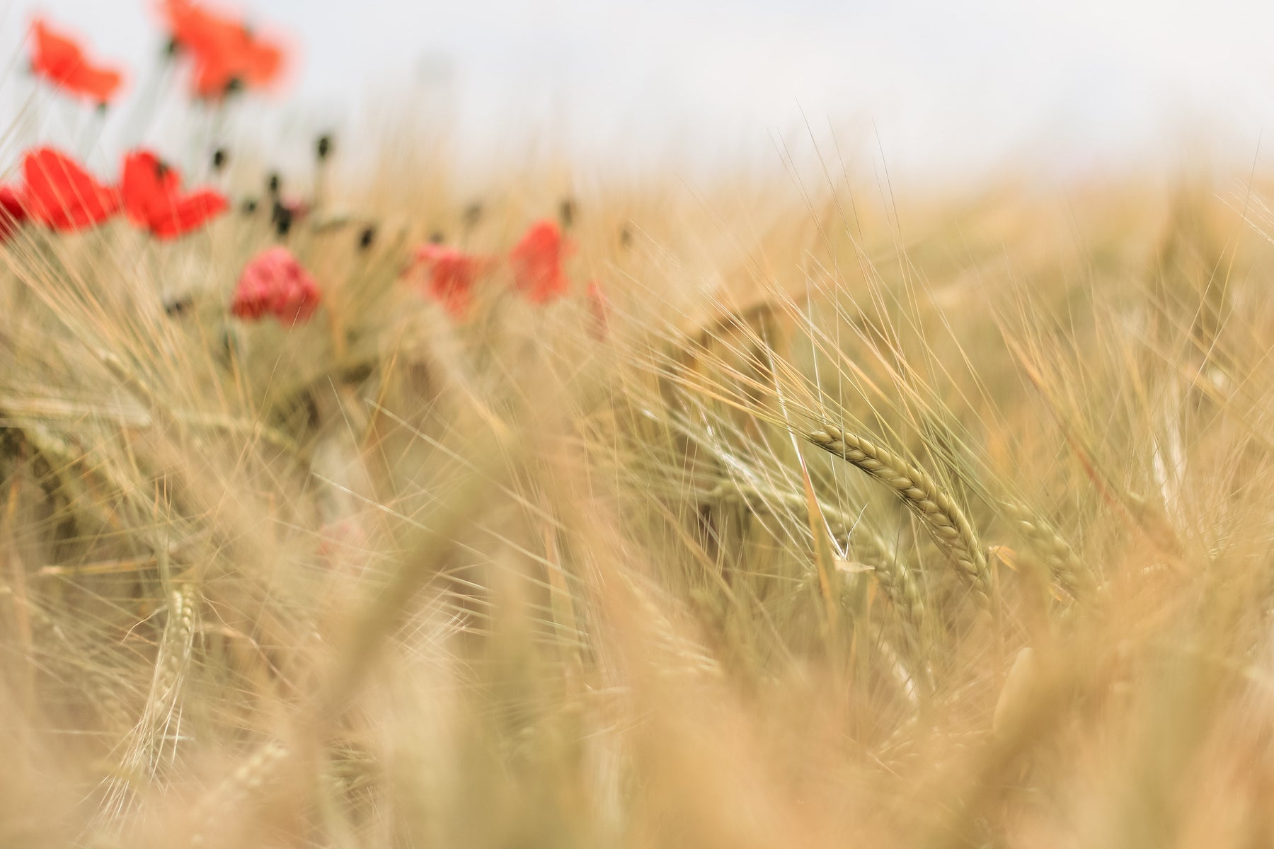 Organic Barley Field Nc'nean Distillery | Abbey Whisky Online